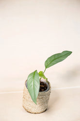 Epipremnum silvaticum "silver form"